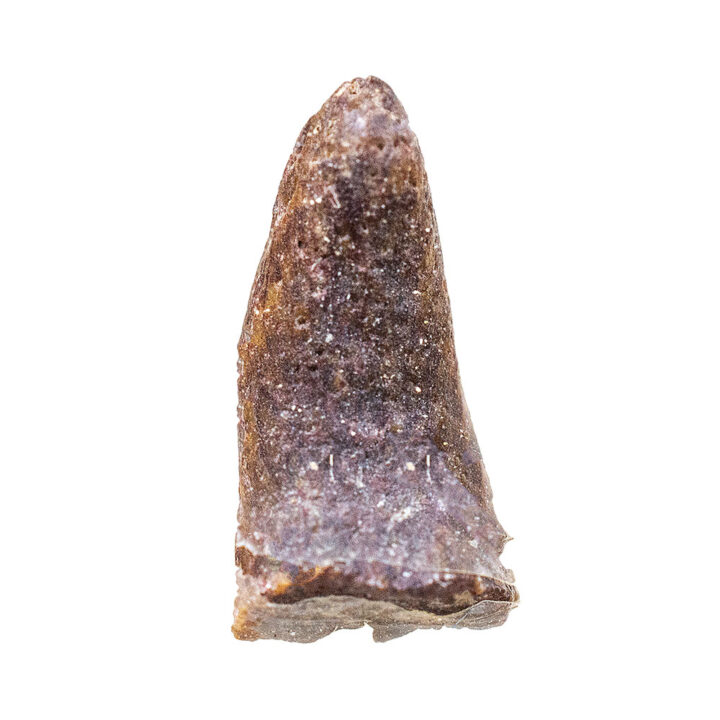 Synapsid - Secodontosaurus willistoni