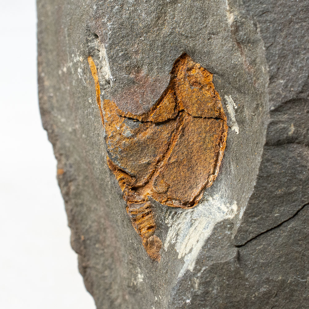 Cornute echinoderm - Thoralocystis