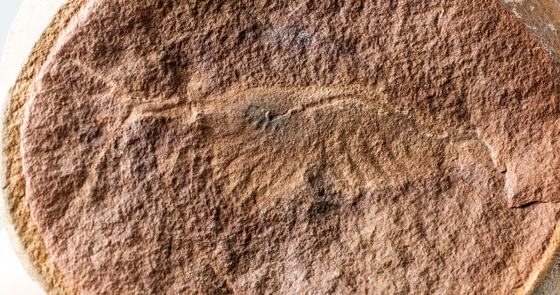 Mazon Creek Shrimp - Peachocaris - Image 2