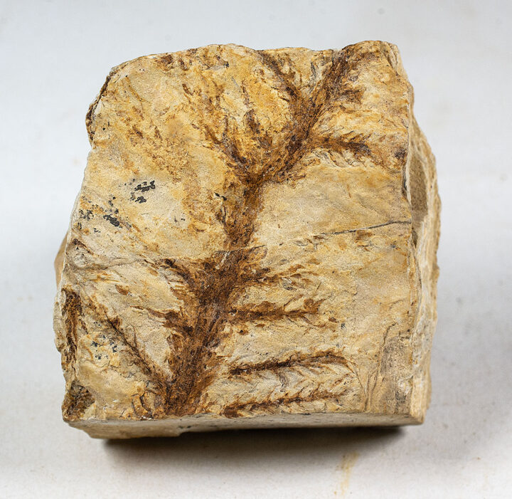 Lebachia piniformis