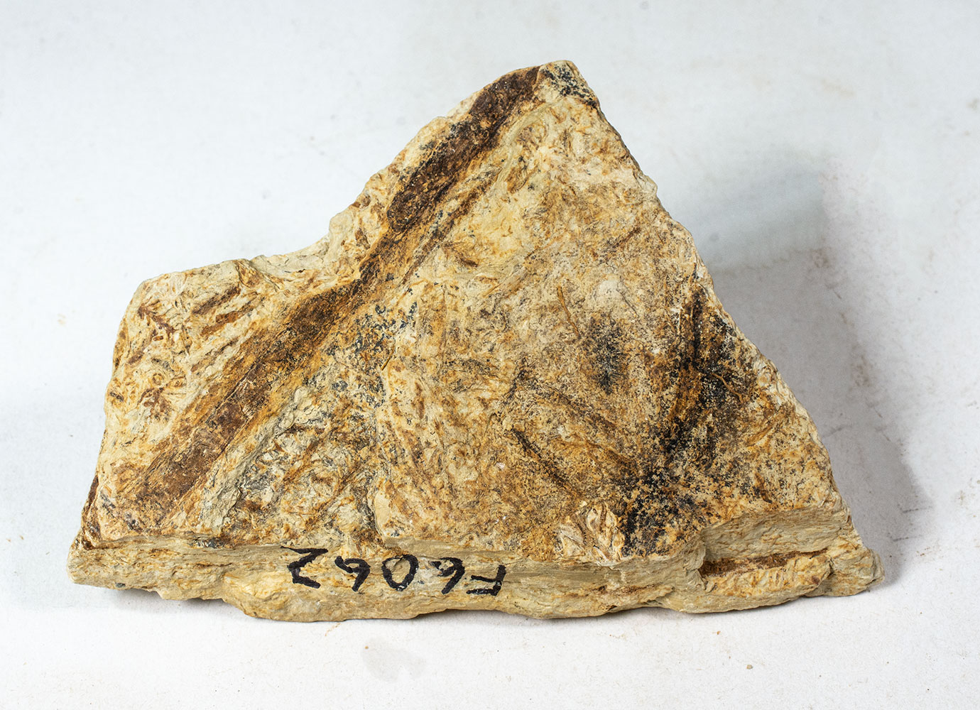 Permian Conifer - Lebachia