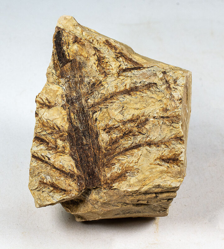 Lebachia piniformis