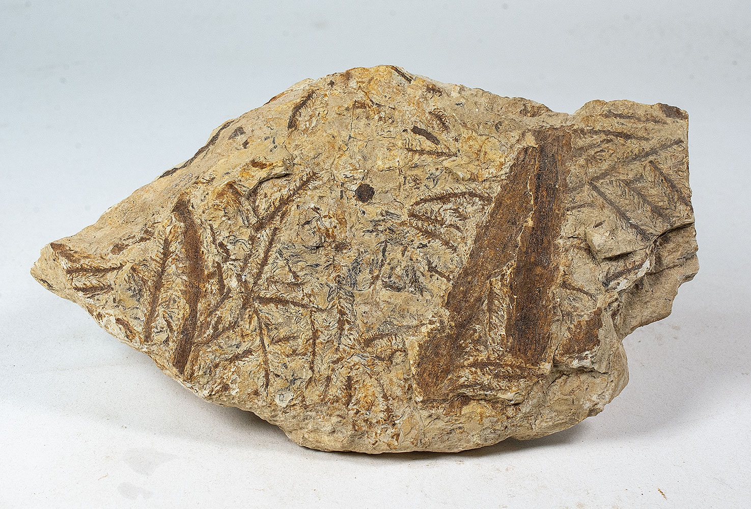 Lebachia piniformis