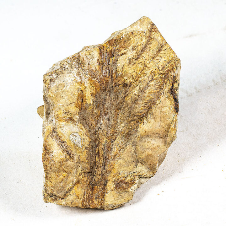 Early conifer - Lebachia piniformis