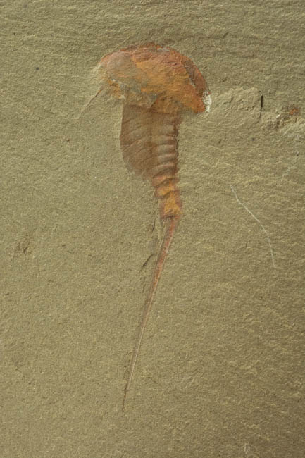Early Arthropod - Synziphosurine