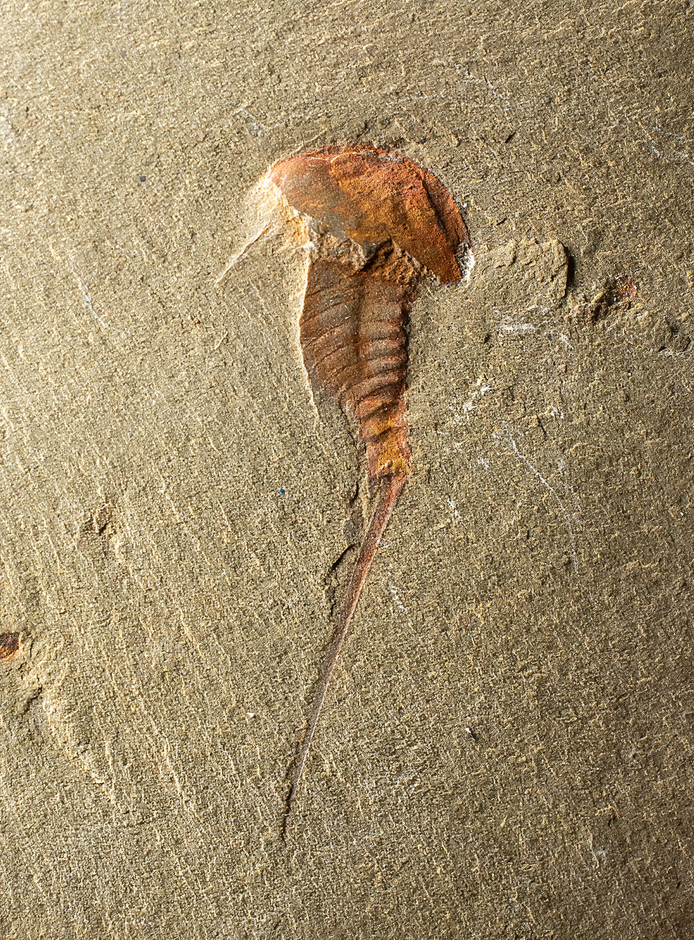 Early Arthropod - Synziphosurine - Image 4