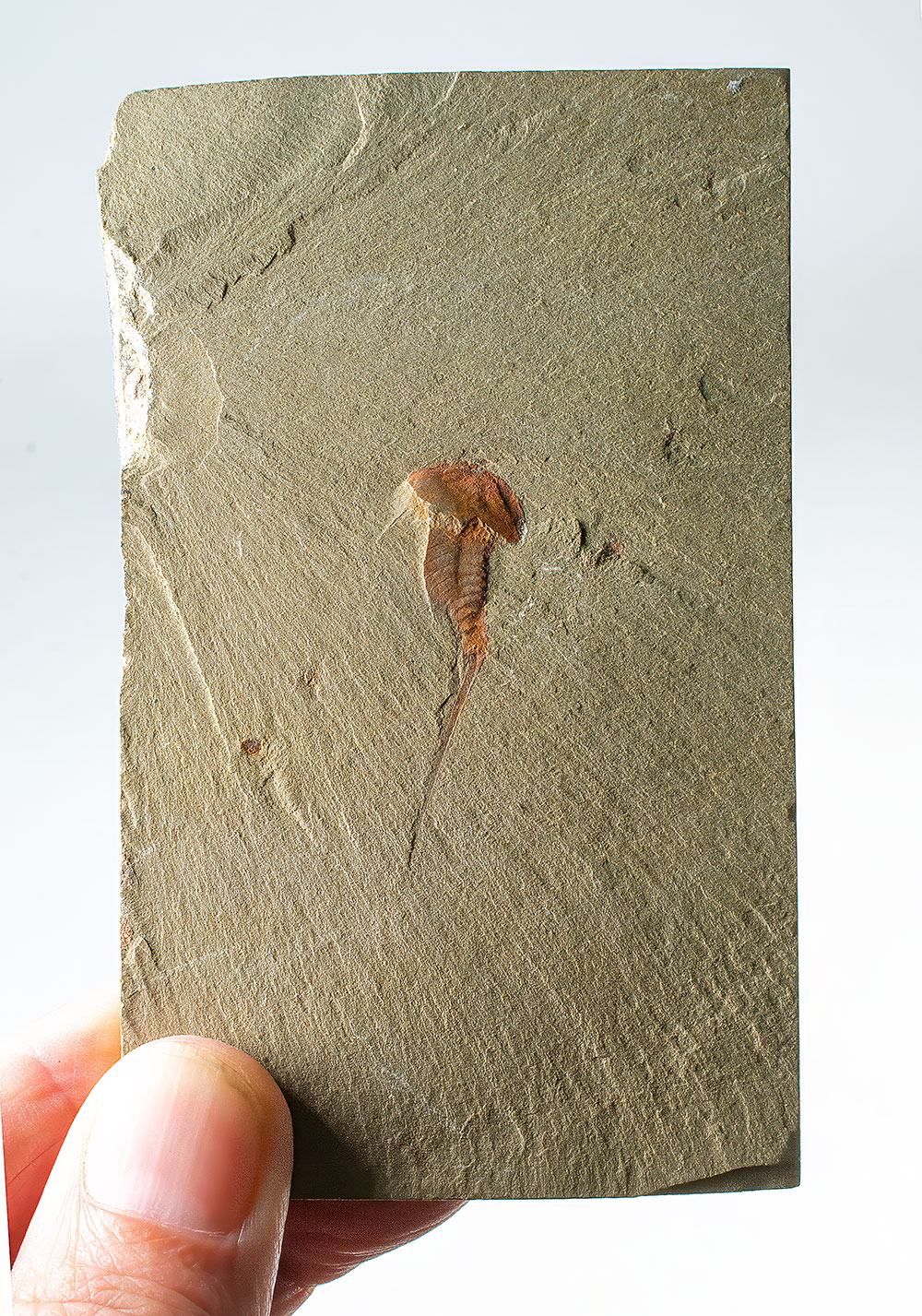 Early Arthropod - Synziphosurine - Image 2