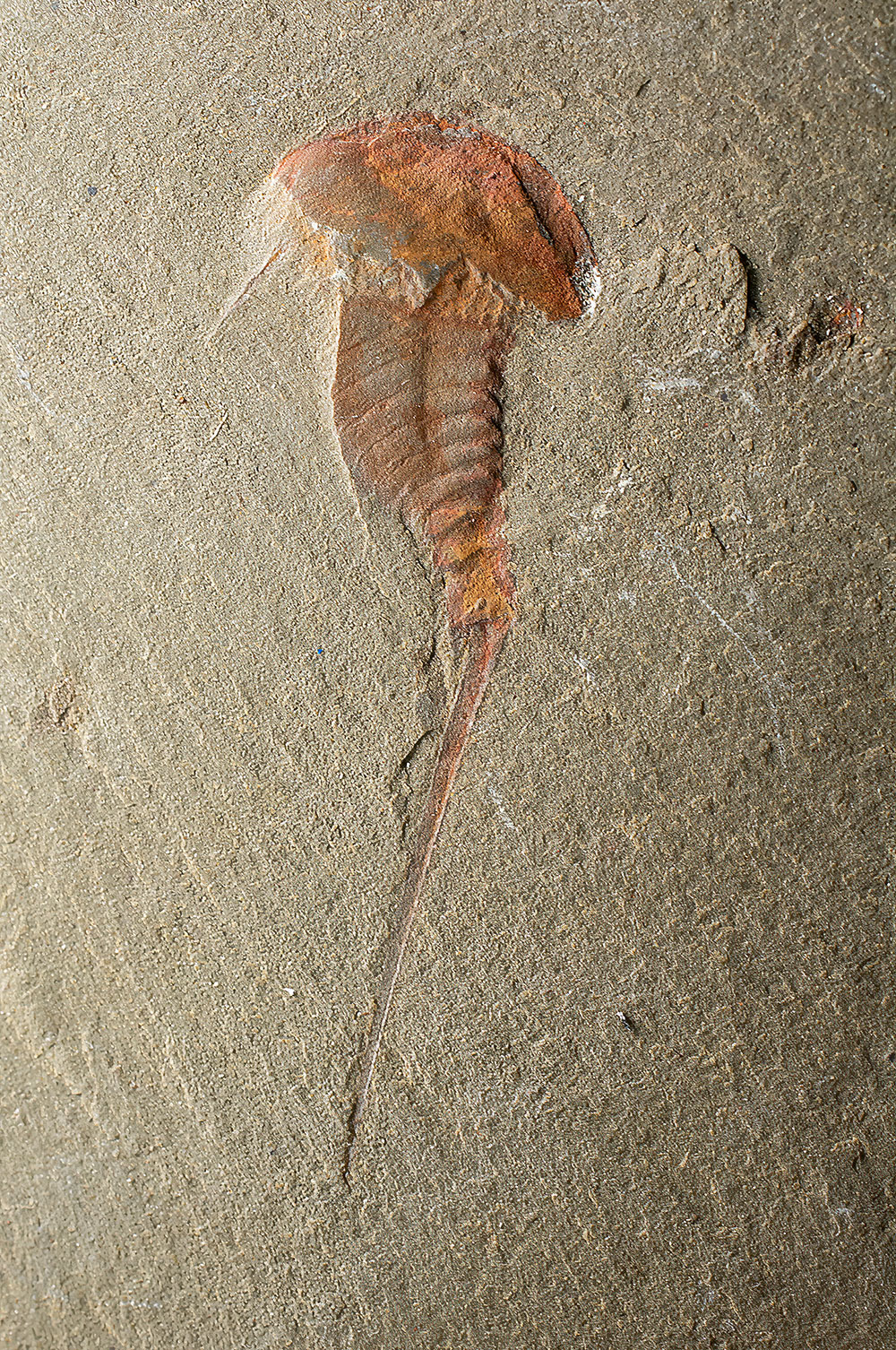 Early Arthropod - Synziphosurine - Image 3
