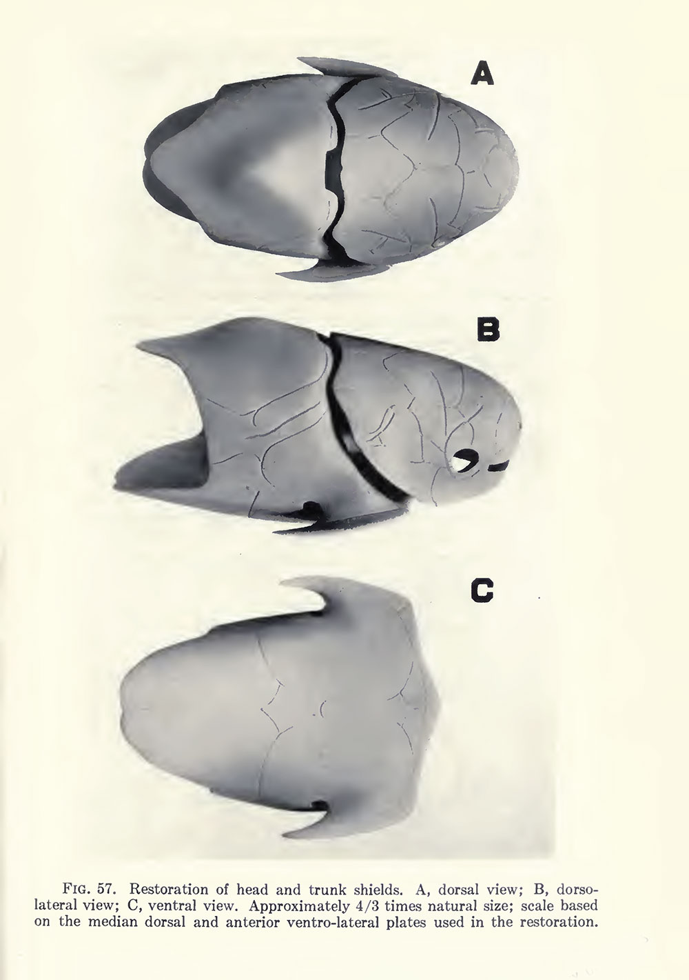 Devonian Placoderm from Wyoming - Bryantolepis - Image 2