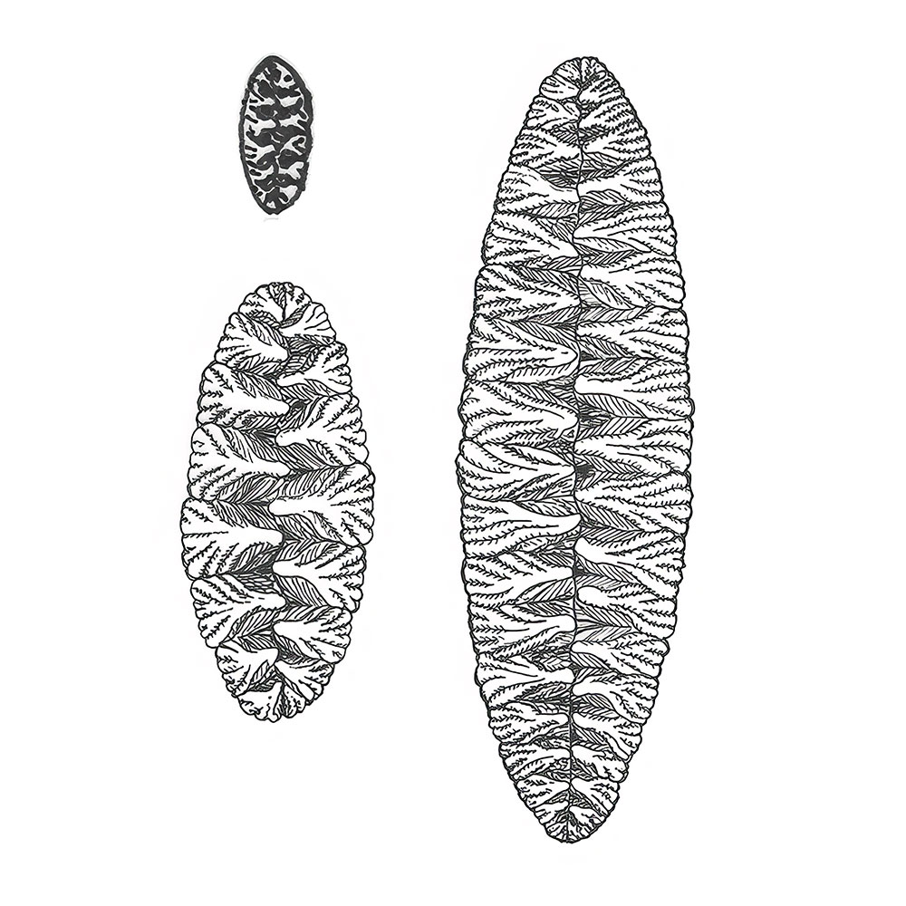 Canadian Precambrian frond - Fractofusus - Image 2