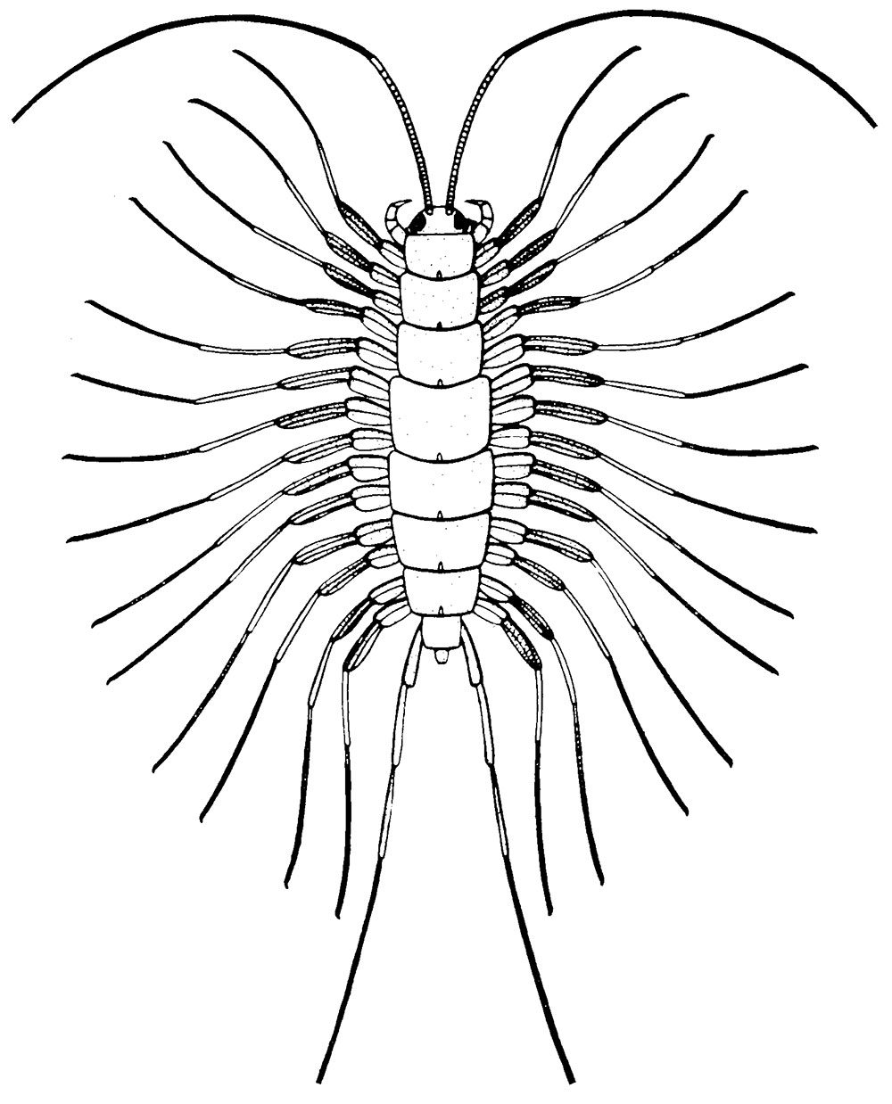 Complete Mazon Creek Centipede - Latzelia primordialis - Image 3