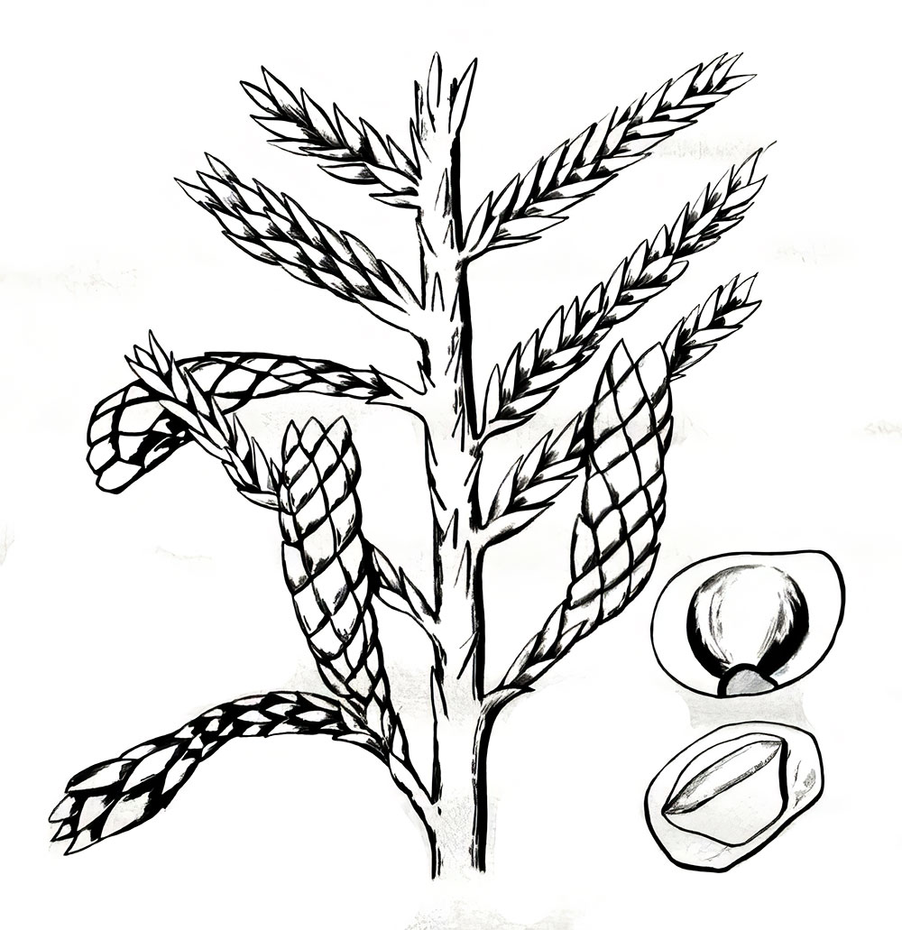 Permian Conifer - Lebachia - Image 2