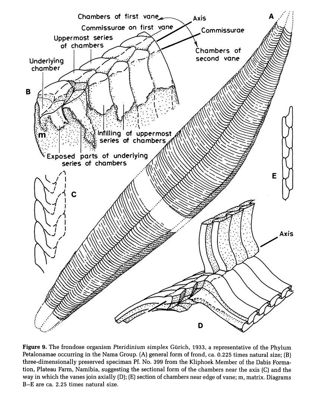 Iconic Ediacaran fossil from Namibia - Pteridinium - Image 3