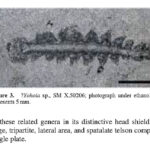 Burgess Shale Taxon from the US – Yohoia, The Natural Canvas
