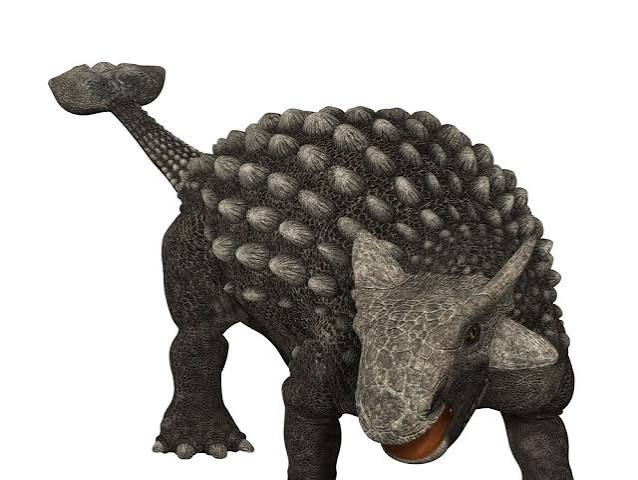 Ankylosaur Claw - Pinacosaurus - Image 4