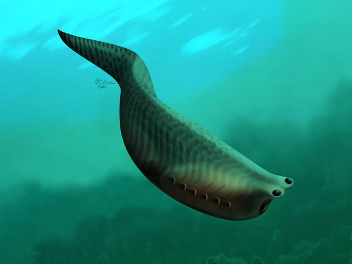 Ultra-rare Burgess Shale chordate - Metaspriggina - Image 4