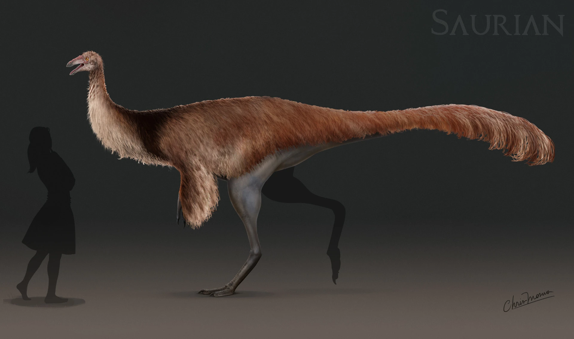 Complete theropod dinosaur foot - Ornithomimus - Image 12