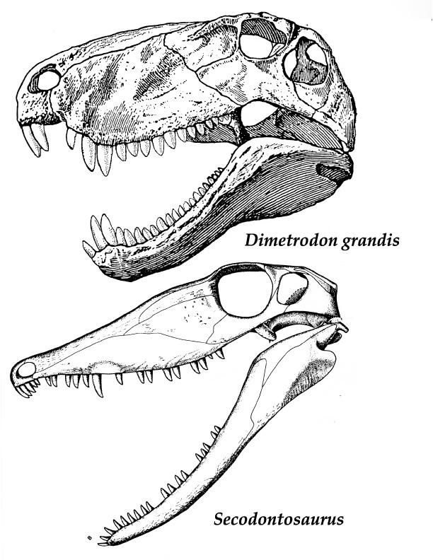 Synapsid - Secodontosaurus willistoni - Image 2