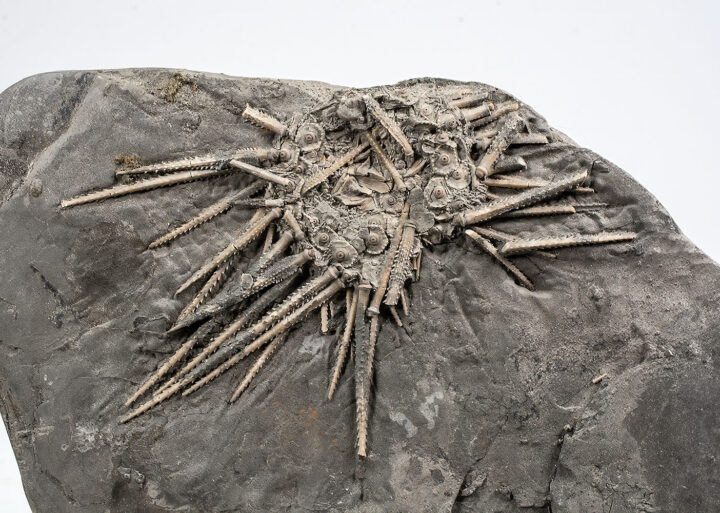 Beautiful Texas Echinoid with Spines - Archaeocidaris