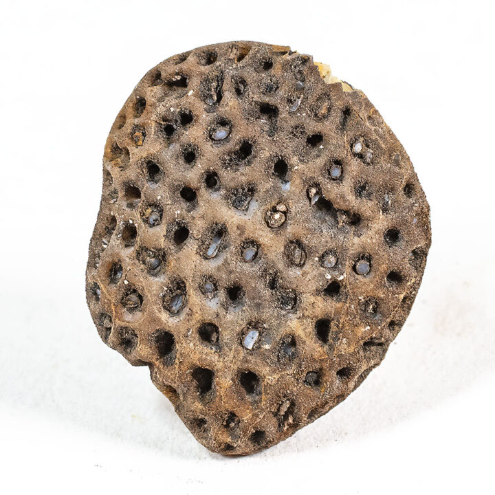 Eocene Silicified Nut from Oregon
