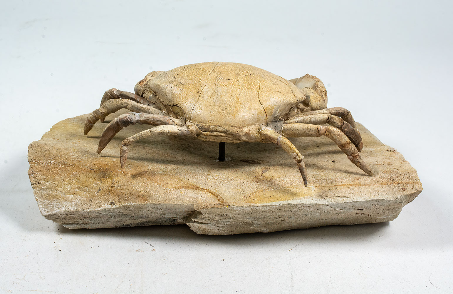 Spectacular Crab from Italy - Harpactocarcinus - Image 12