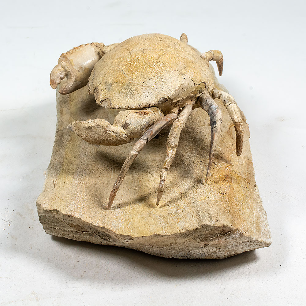 Spectacular Crab from Italy - Harpactocarcinus - Image 11