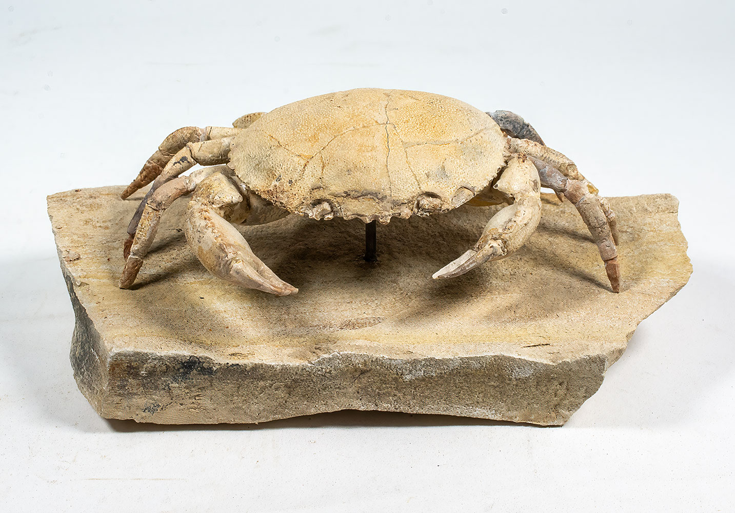 Spectacular Crab from Italy - Harpactocarcinus - Image 10