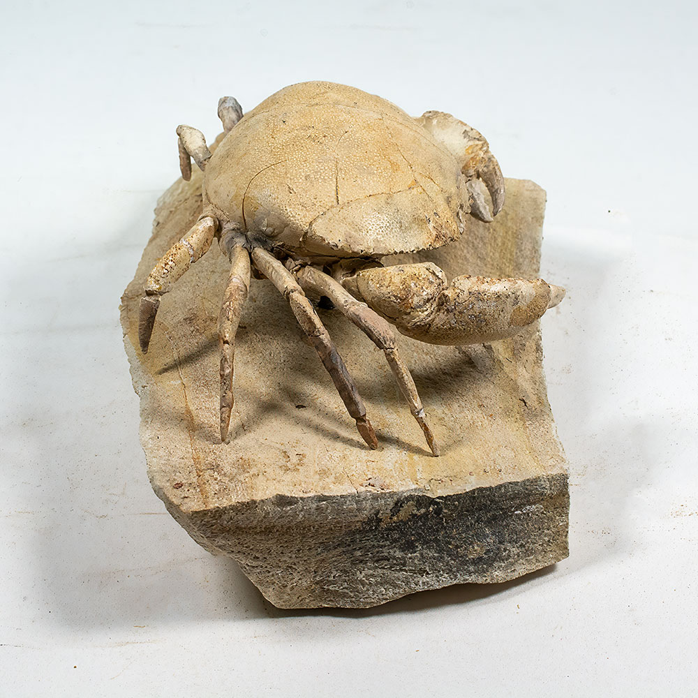 Spectacular Crab from Italy - Harpactocarcinus - Image 9