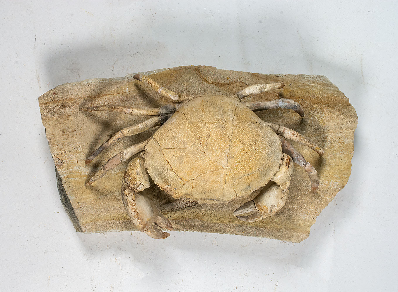 Spectacular Crab from Italy - Harpactocarcinus - Image 8