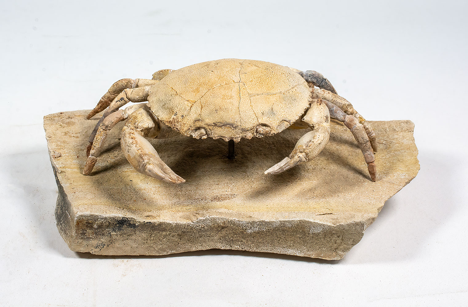 Spectacular Crab from Italy - Harpactocarcinus - Image 7