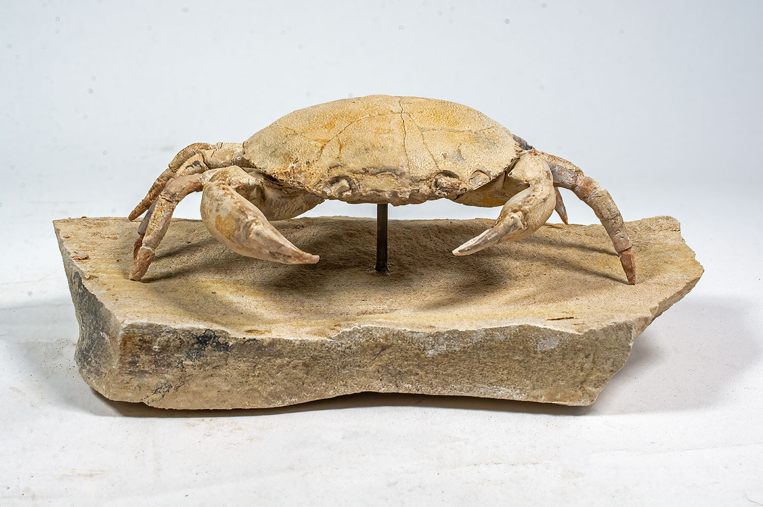 Spectacular Crab from Italy - Harpactocarcinus - Image 6
