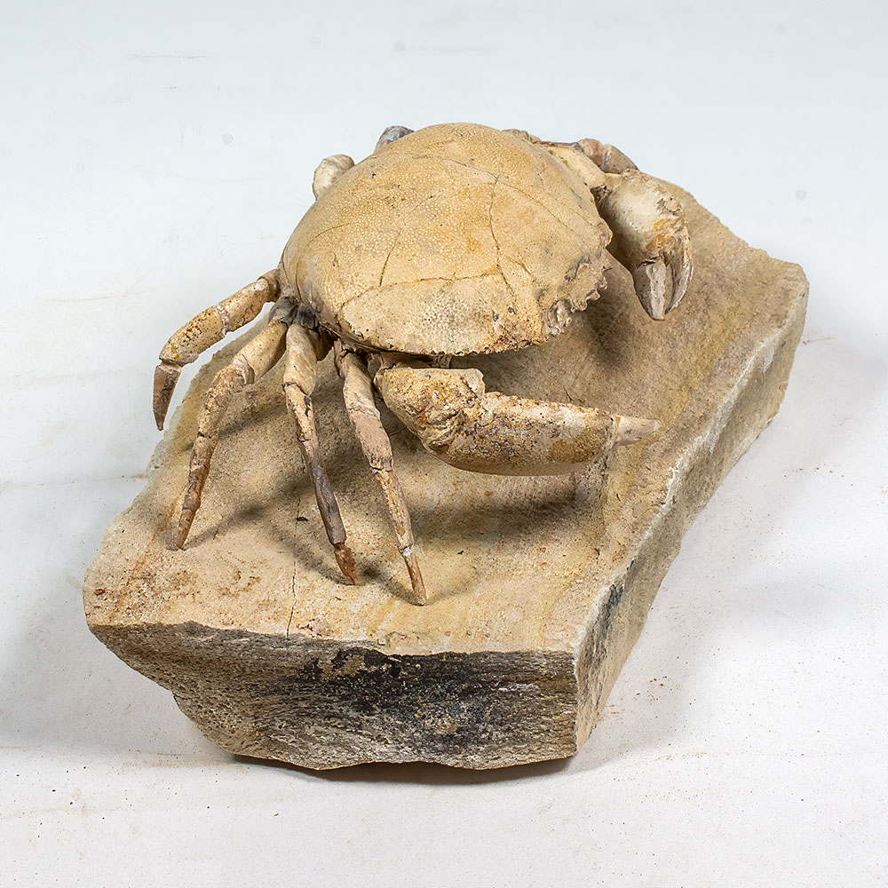 Spectacular Crab from Italy - Harpactocarcinus - Image 5