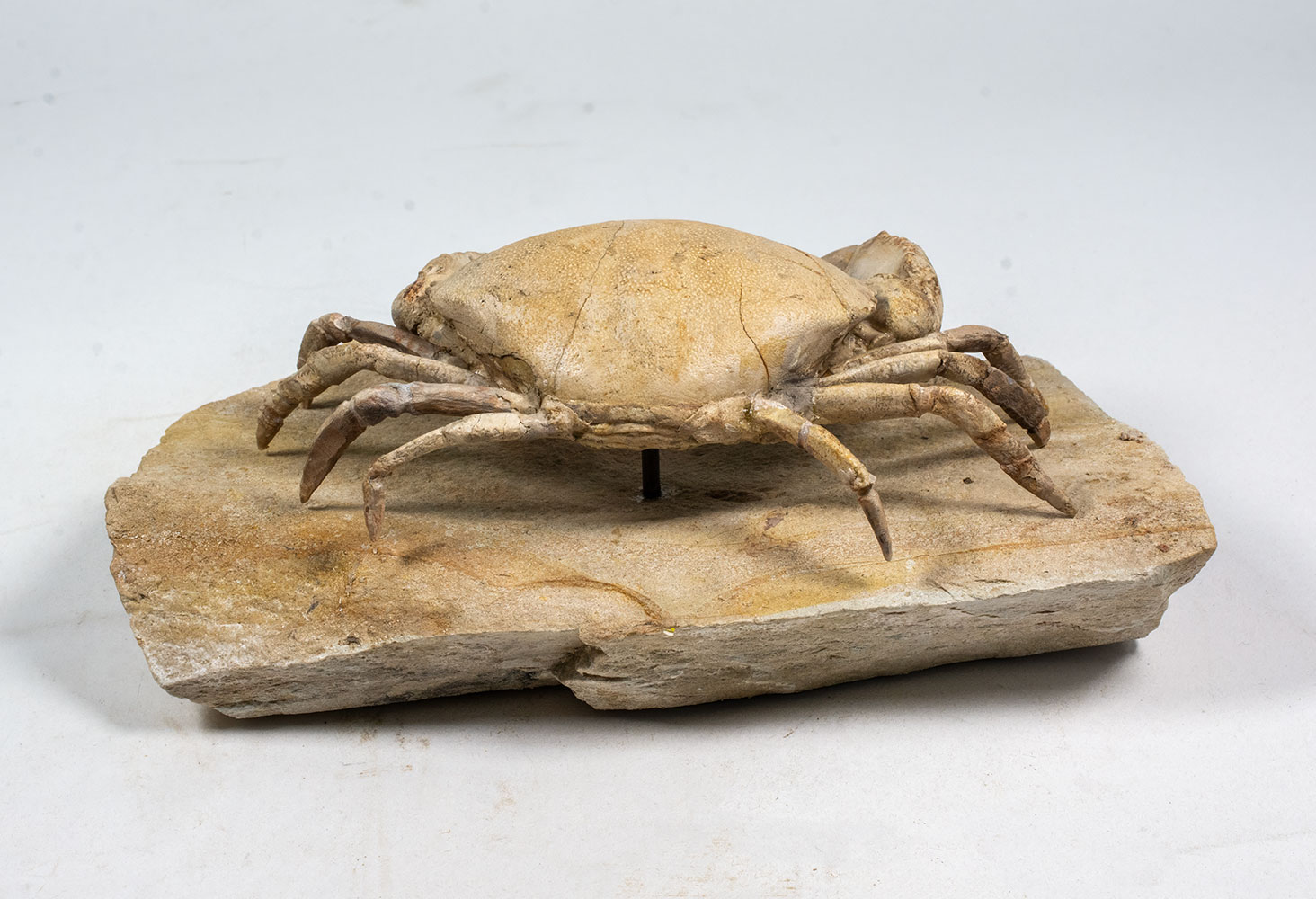 Spectacular Crab from Italy - Harpactocarcinus - Image 4