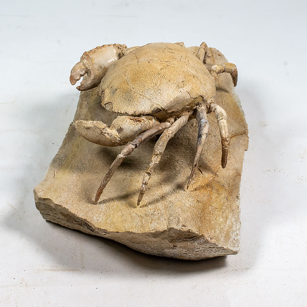 Spectacular Crab from Italy - Harpactocarcinus - Image 3