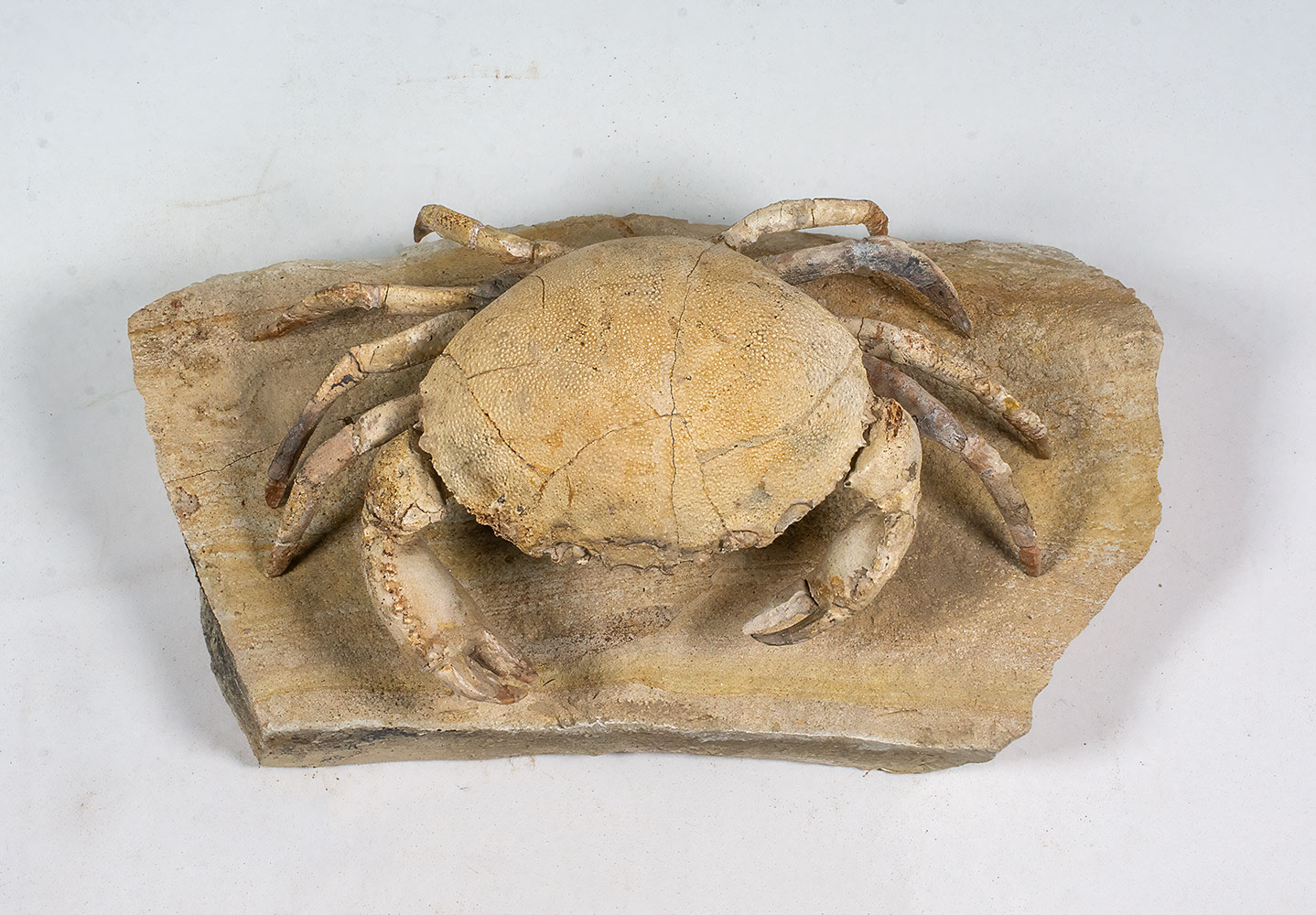 Spectacular Crab from Italy - Harpactocarcinus - Image 2