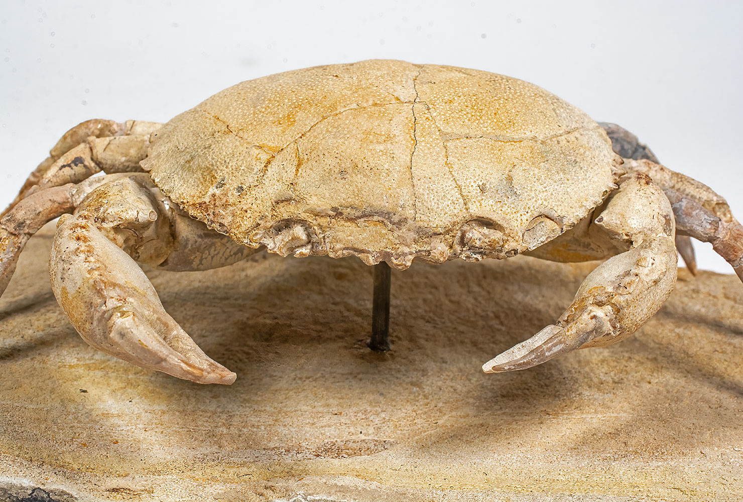 Spectacular Crab from Italy - Harpactocarcinus