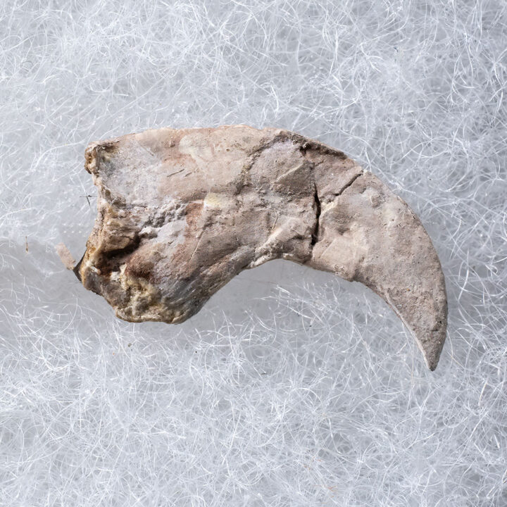 Pterosaur wing claw and phalanges - Pteranodon