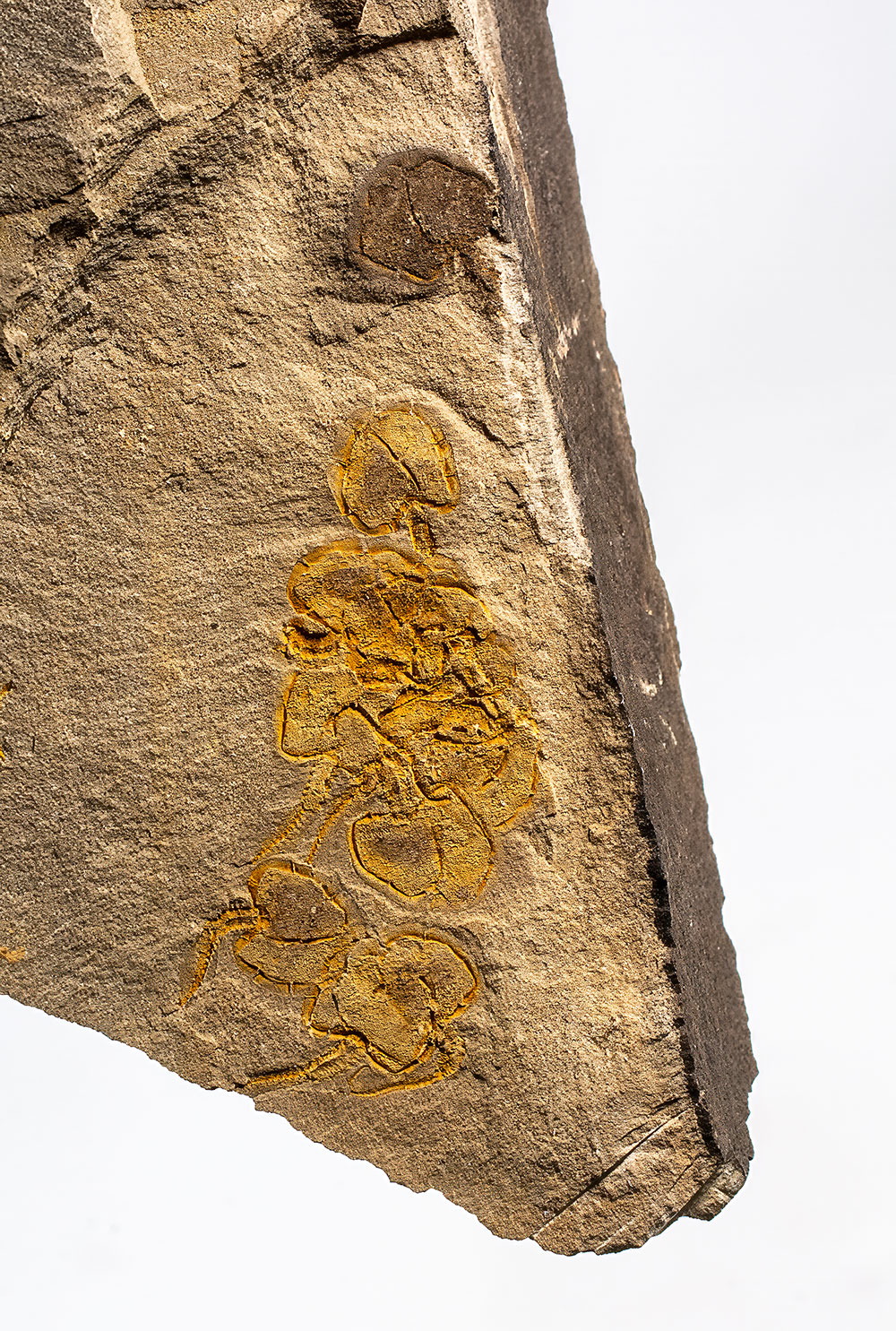 Cambrian Carpoid Multiple - Image 3