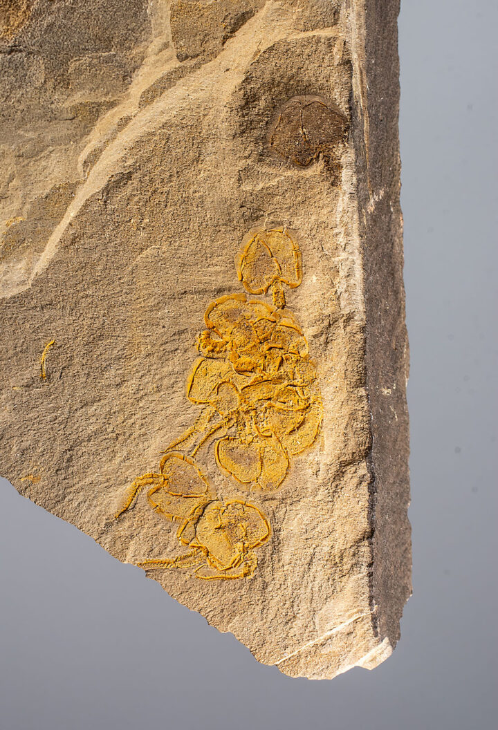 Cambrian Carpoid Multiple