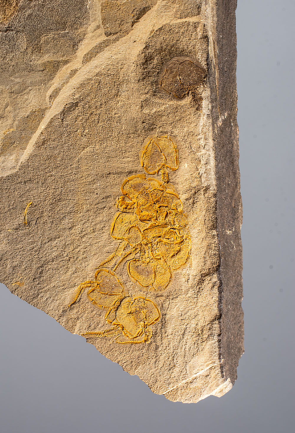 Cambrian Carpoid Multiple