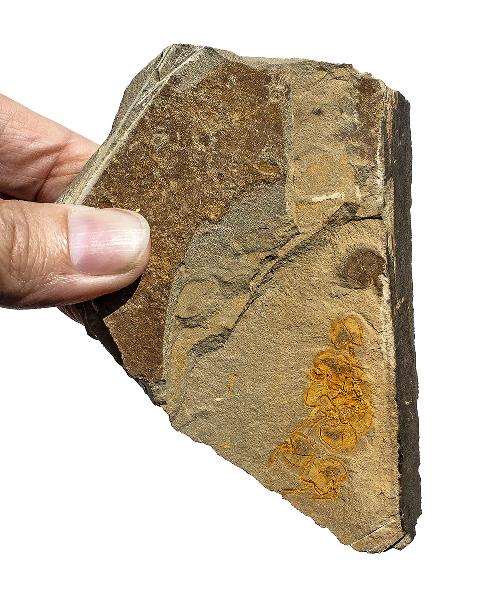 Cambrian Carpoid Multiple - Image 4