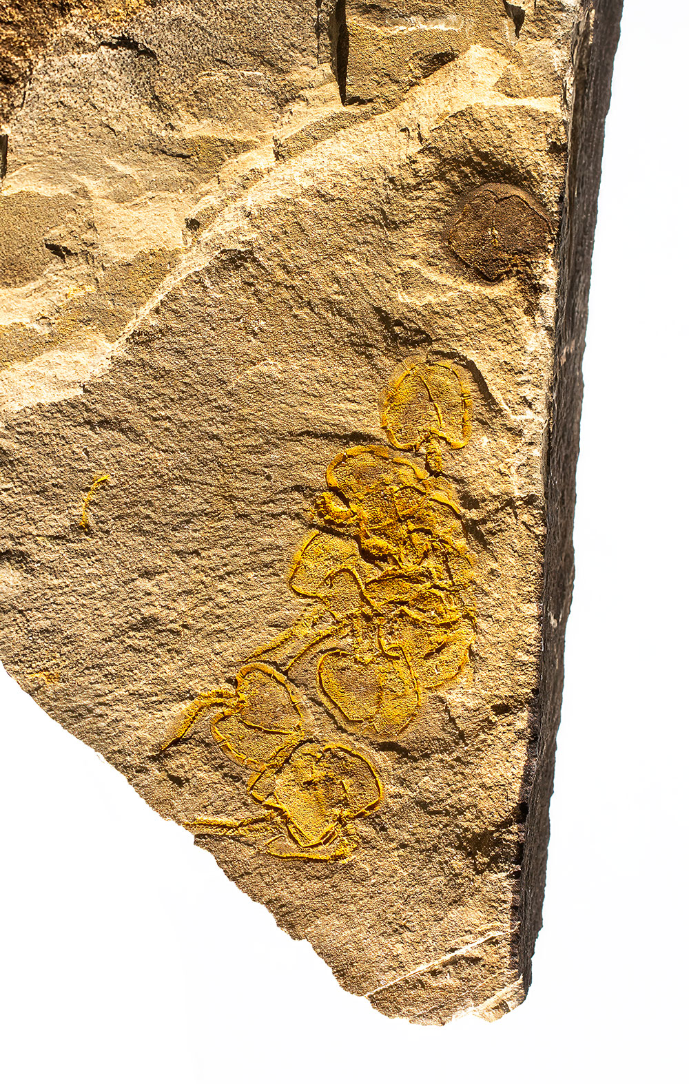 Cambrian Carpoid Multiple - Image 2