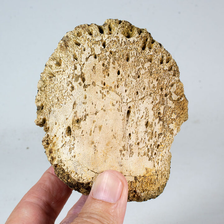 Triceratops foot claw (ungual)
