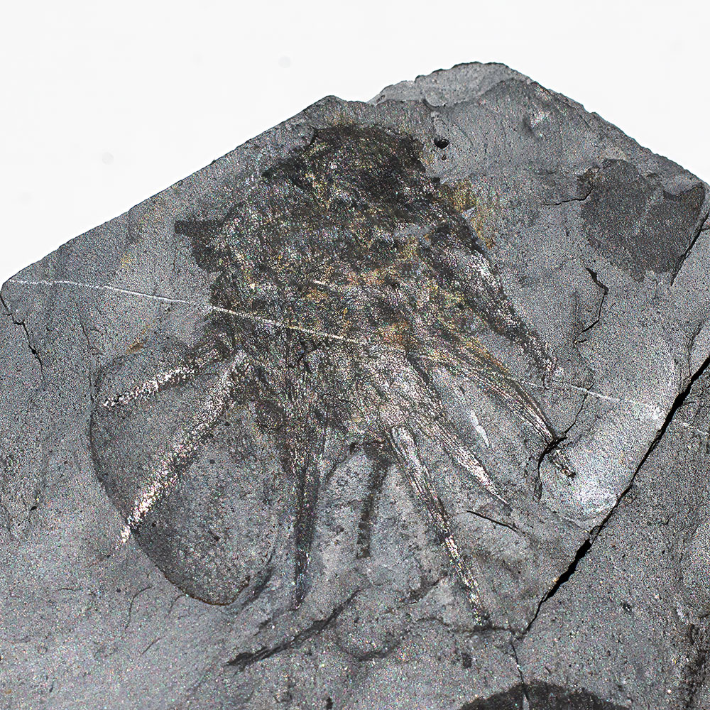 Signature Burgess Shale animal - Wiwaxia - Image 6
