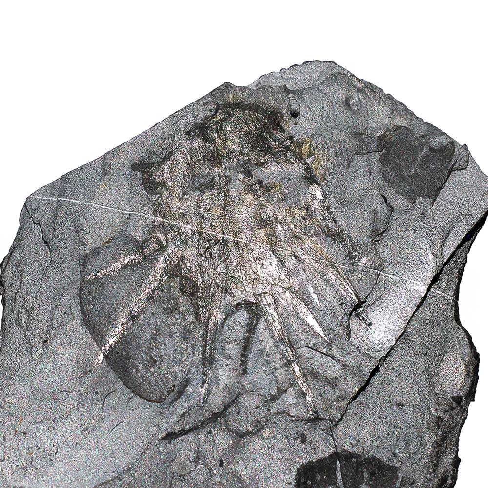 Signature Burgess Shale animal - Wiwaxia - Image 4