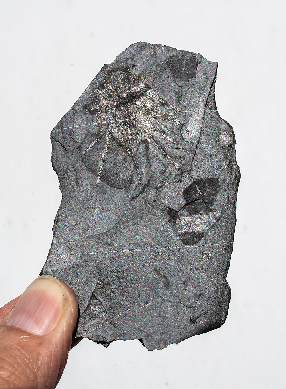 Signature Burgess Shale animal - Wiwaxia - Image 5