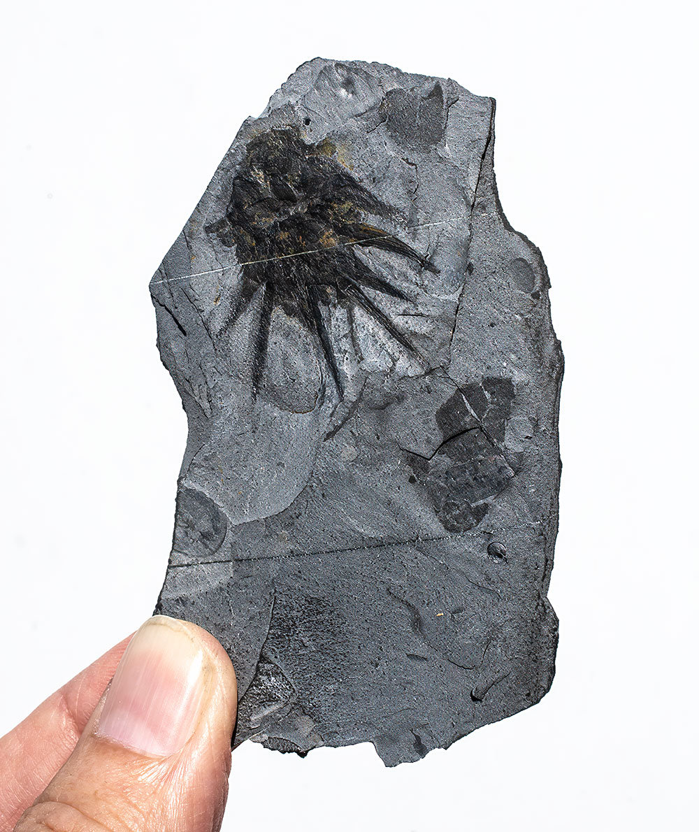 Signature Burgess Shale animal - Wiwaxia - Image 2