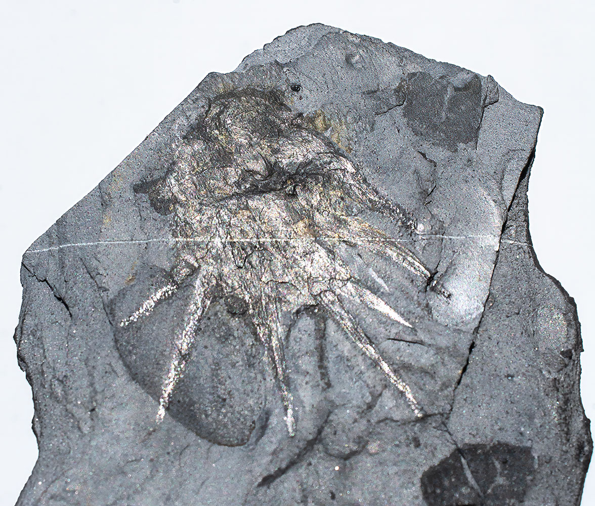 Signature Burgess Shale animal - Wiwaxia - Image 9