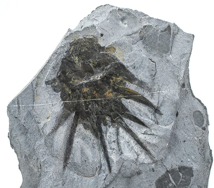 Signature Burgess Shale animal - Wiwaxia