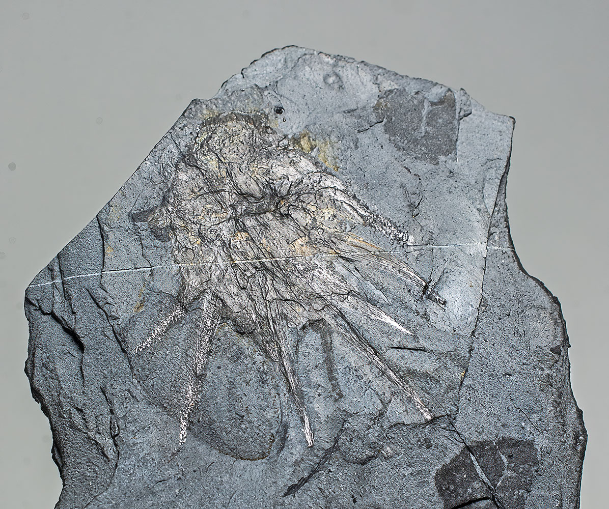 Signature Burgess Shale animal - Wiwaxia - Image 8